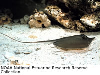 Atlantic Stingray