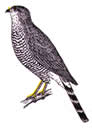 goshawk