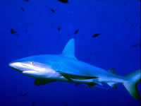 Shark