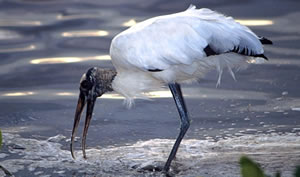 Wood Stork