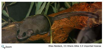 Feathertail Glider