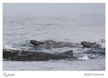 Right Whale