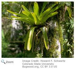 Rainforests