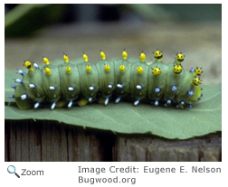 Cecropia Moth