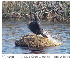 Double-crested Cormorant