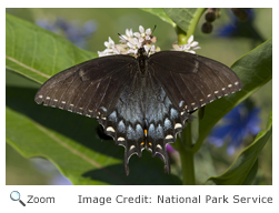 Eastern Tiger Swallowtail