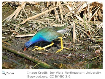 Purple Gallinule