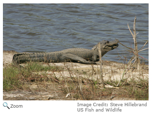 American Alligator