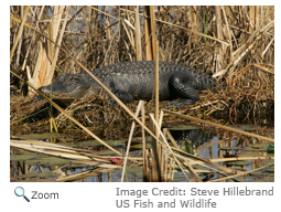 Alligator