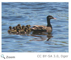 American Black Duck