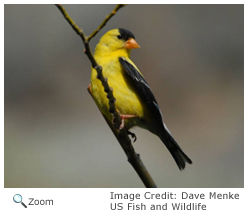 Goldfinch