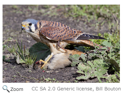 American Kestrel