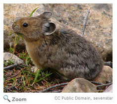 American Pika