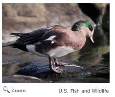 American Wigeon