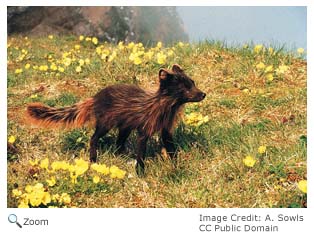 Arctic Fox