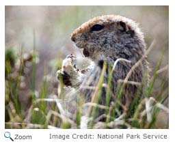 Arctic Ground Squirrel