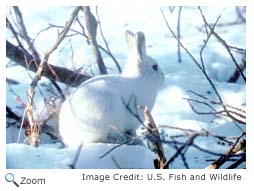 Arctic Hare