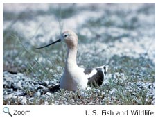 avocet