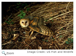 Barn Owl