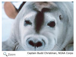 Bearded Seal