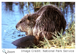 Beaver Dam