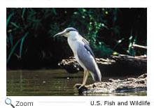 Black-Crowned Night Heron