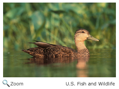 American Black Duck