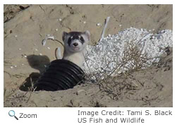 Black-footed Ferret