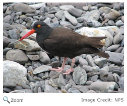 Black Oystercatcher