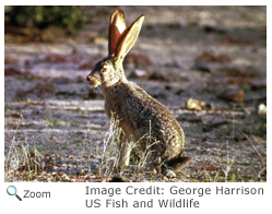 Black-tailed Jackrabbit