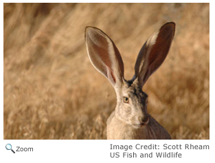 Black-tailed Jackrabbit