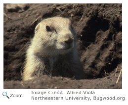 Black-tailed Prairie Dog