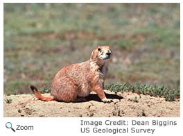 Black-tailed Prairie Dog