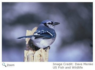 Blue Jay