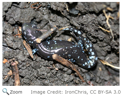 blue-spotted salamander