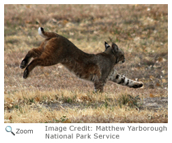 Bobcat