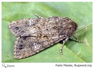 Cabbage Moth