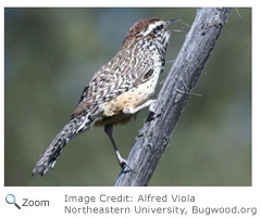 Cactus Wren