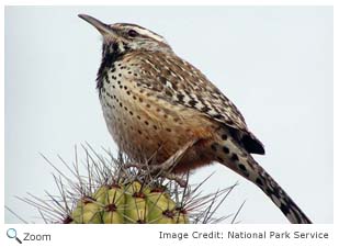 Cactus Wren