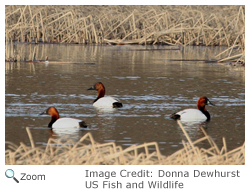 Canvasback