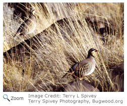 Chukar