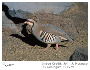 Chukar