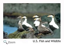 Common Eider