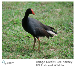 common moorhen