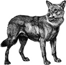 coyote