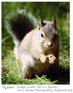 Douglas Squirrel