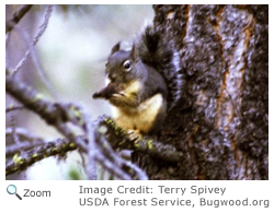 Douglas Squirrel