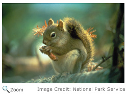 Douglas Squirrel