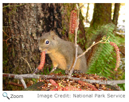 Douglas Squirrel