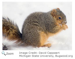 fox squirrel